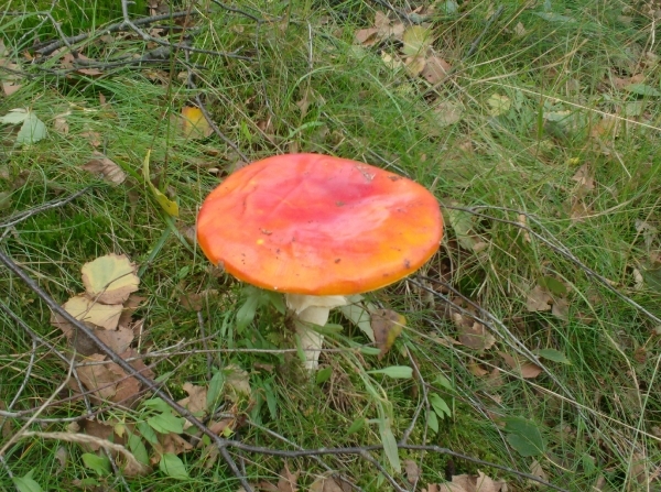 35