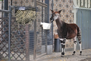 2010-09-17 Zoo Sennet (109)