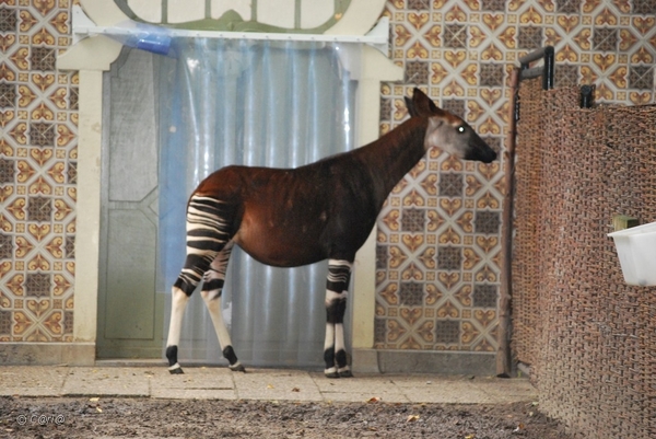 2010-09-17 Zoo Sennet (112)