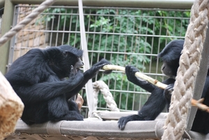 2010-09-17 Zoo Sennet (122)