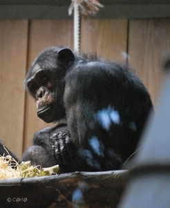 2010-09-17 Zoo Sennet (125)