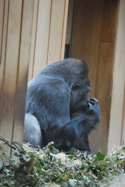 2010-09-17 Zoo Sennet (133)