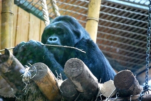 2010-09-17 Zoo Sennet (137)