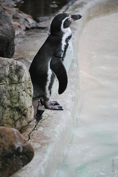 2010-09-17 Zoo Sennet (140)