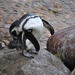 2010-09-17 Zoo Sennet (142)