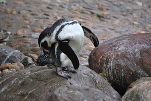 2010-09-17 Zoo Sennet (142)