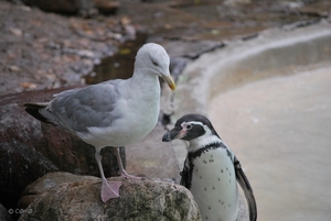 2010-09-17 Zoo Sennet (151)