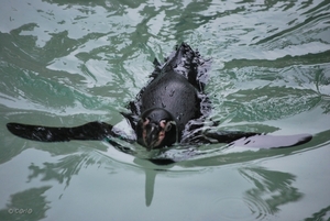 2010-09-17 Zoo Sennet (154)