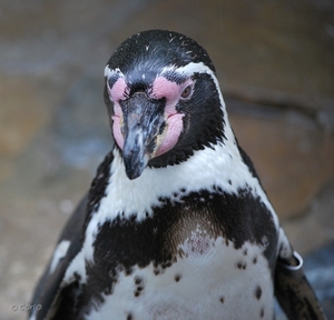 2010-09-17 Zoo Sennet (157)