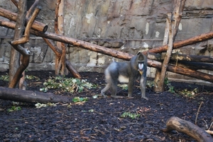 2010-09-17 Zoo Sennet (16)