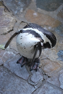 2010-09-17 Zoo Sennet (160)