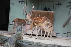 2010-09-17 Zoo Sennet (166)