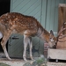 2010-09-17 Zoo Sennet (168)