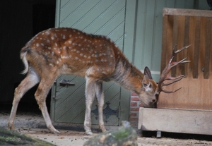 2010-09-17 Zoo Sennet (168)