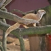 2010-09-17 Zoo Sennet (175)