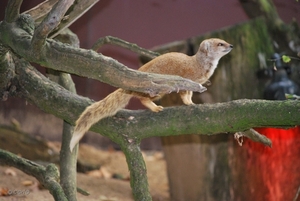 2010-09-17 Zoo Sennet (175)