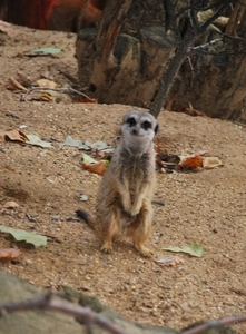 2010-09-17 Zoo Sennet (176)