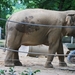 2010-09-17 Zoo Sennet (181)