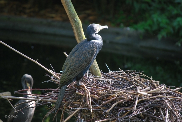 2010-09-17 Zoo Sennet (205)