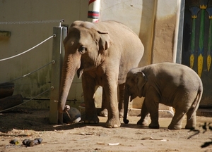 2010-09-17 Zoo Sennet (218)
