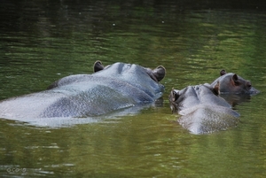 2010-09-17 Zoo Sennet (226)