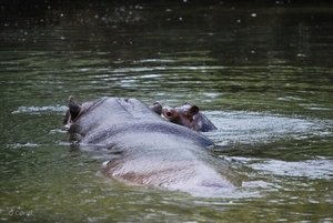 2010-09-17 Zoo Sennet (232)