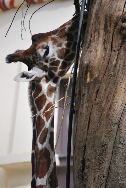 2010-09-17 Zoo Sennet (243)