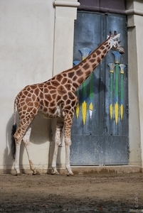 2010-09-17 Zoo Sennet (250)