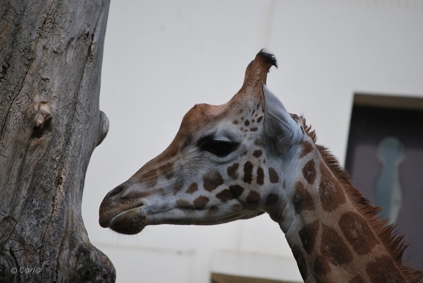 2010-09-17 Zoo Sennet (252)