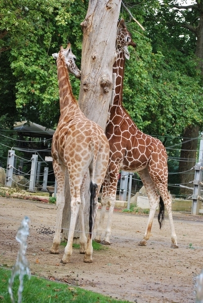 2010-09-17 Zoo Sennet (255)