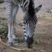 2010-09-17 Zoo Sennet (270)