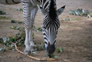 2010-09-17 Zoo Sennet (270)