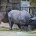 2010-09-17 Zoo Sennet (275)