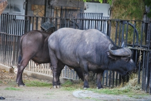 2010-09-17 Zoo Sennet (275)