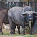 2010-09-17 Zoo Sennet (282)