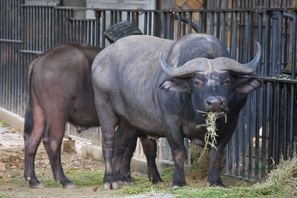 2010-09-17 Zoo Sennet (282)