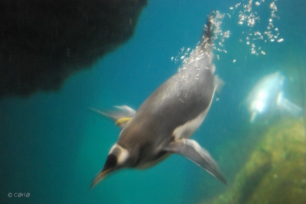 2010-09-17 Zoo Sennet (286)