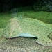 2010-09-17 Zoo Sennet (315)
