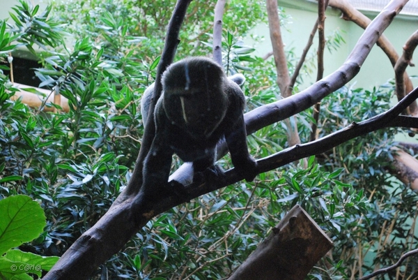 2010-09-17 Zoo Sennet (41)