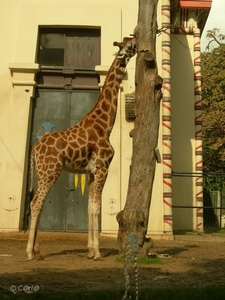 2010-09-17 Zoo Sennet (419)