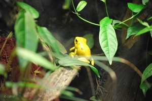 2010-09-17 Zoo Sennet (434)