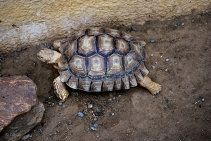 2010-09-17 Zoo Sennet (440)