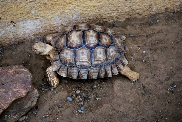 2010-09-17 Zoo Sennet (440)