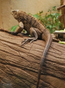 2010-09-17 Zoo Sennet (482)