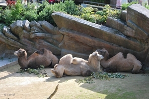 2010-09-17 Zoo Sennet (509)