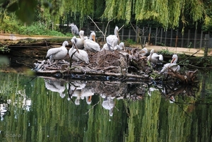 2010-09-17 Zoo Sennet (524)