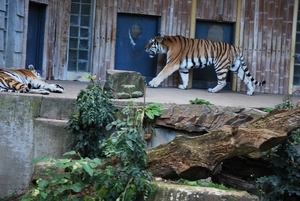 2010-09-17 Zoo Sennet (526)