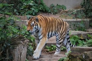 2010-09-17 Zoo Sennet (528)
