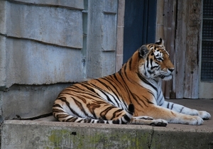 2010-09-17 Zoo Sennet (531)