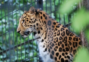 2010-09-17 Zoo Sennet (536)